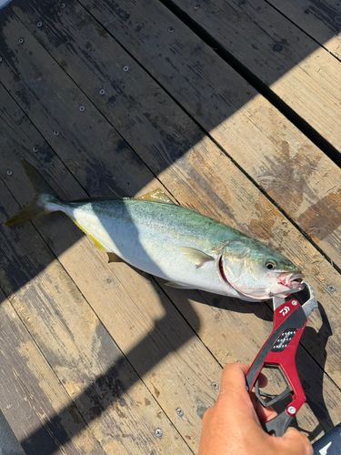 ツバスの釣果