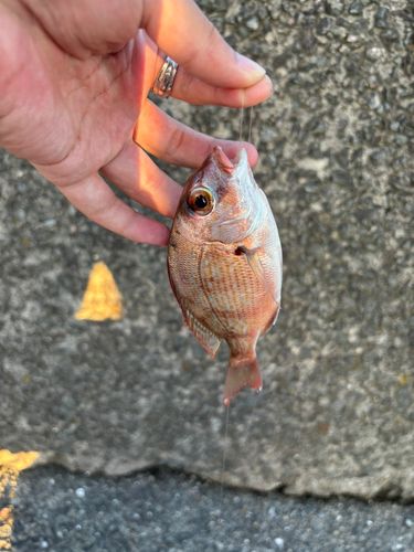 マダイの釣果