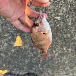 マダイ
