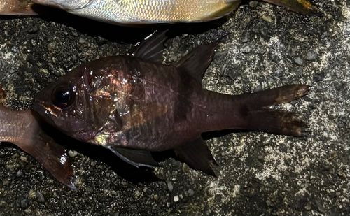 ヨコスジイシモチの釣果