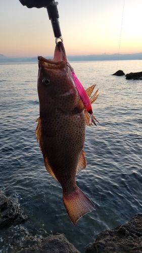 鹿児島湾北部