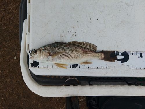 イシモチの釣果