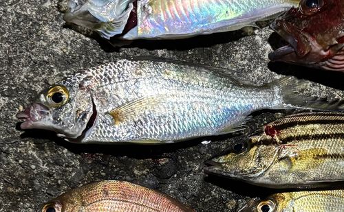 クロサギの釣果