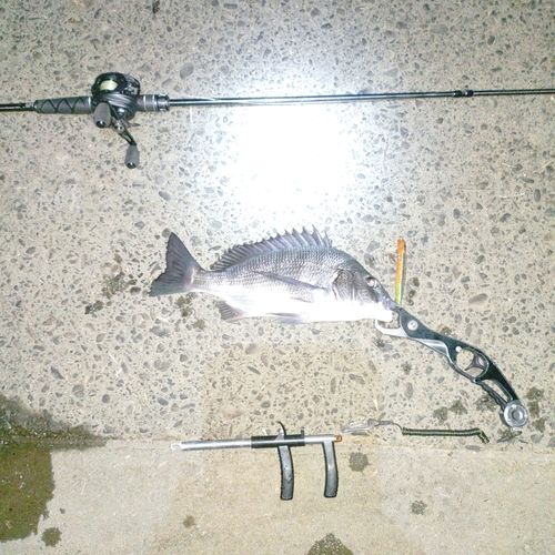 チヌの釣果