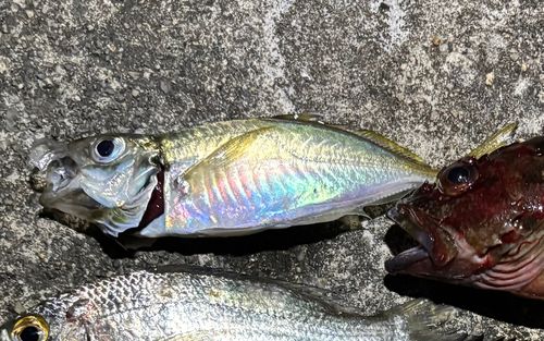 マアジの釣果