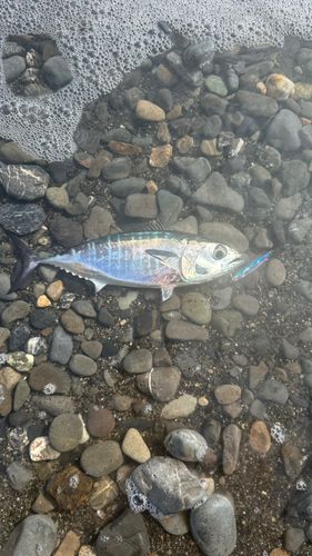三保