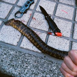 ウツボ