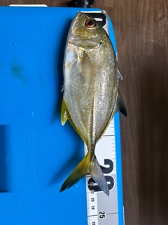 ロウニンアジの釣果