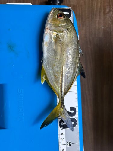 ロウニンアジの釣果