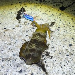 アオリイカ