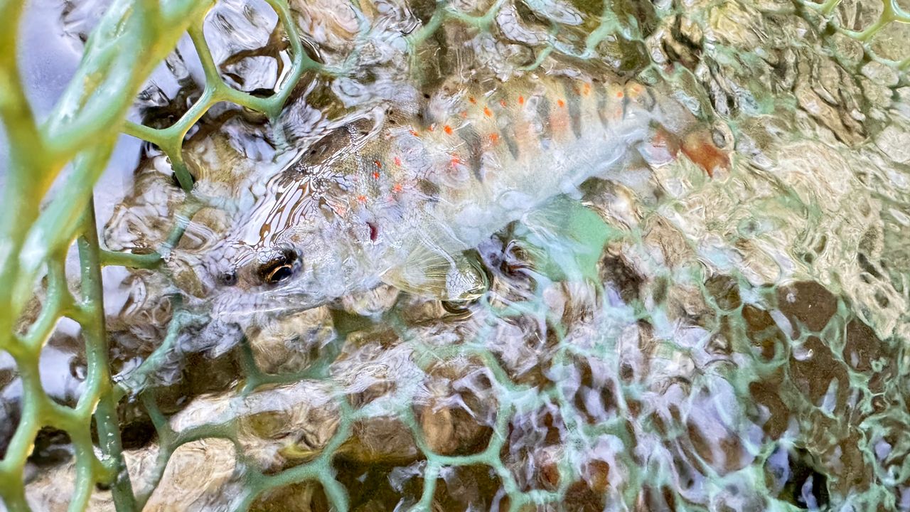 アマゴ