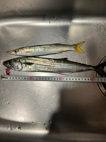 サゴシの釣果