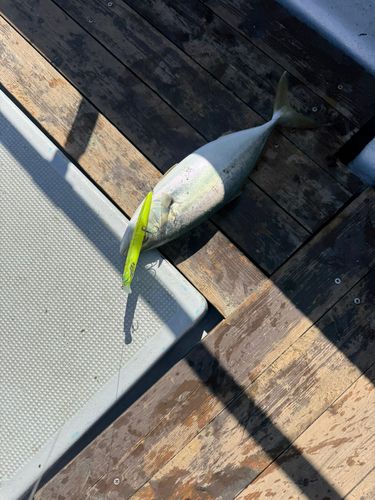 ツバスの釣果