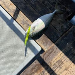 ツバス