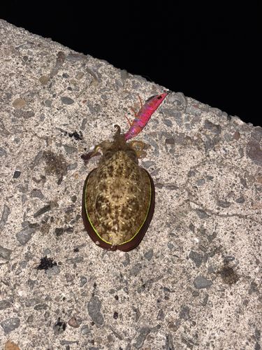 カミナリイカの釣果