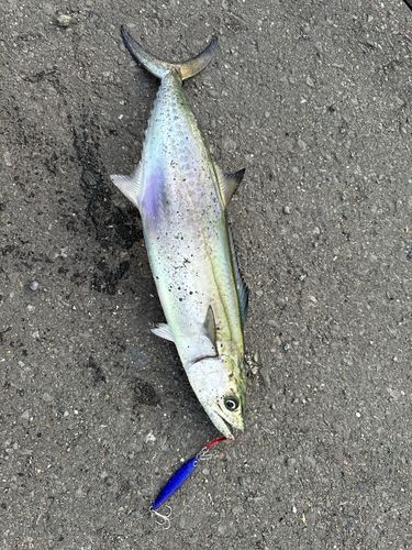 サゴシの釣果