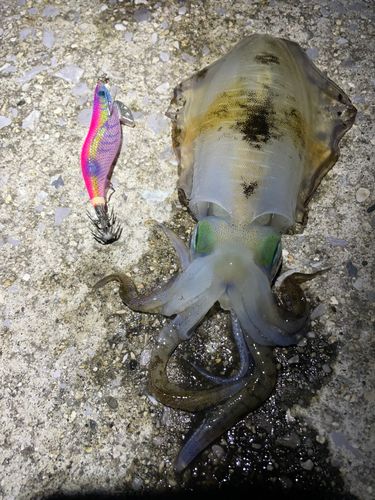 モイカの釣果