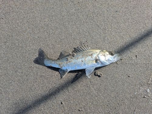 セイゴ（マルスズキ）の釣果