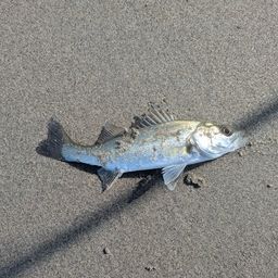 セイゴ（マルスズキ）