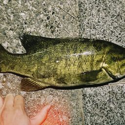 スモールマウスバス