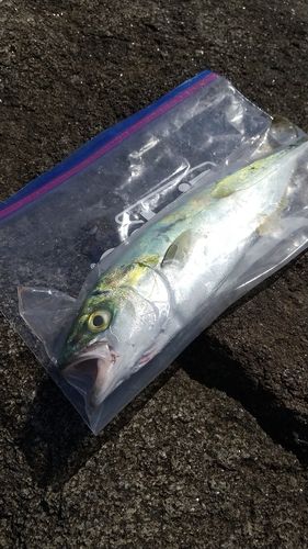 有磯海