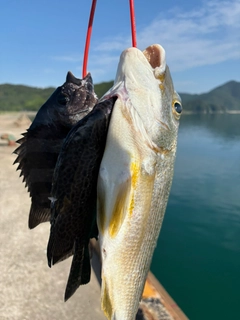 ヘダイの釣果