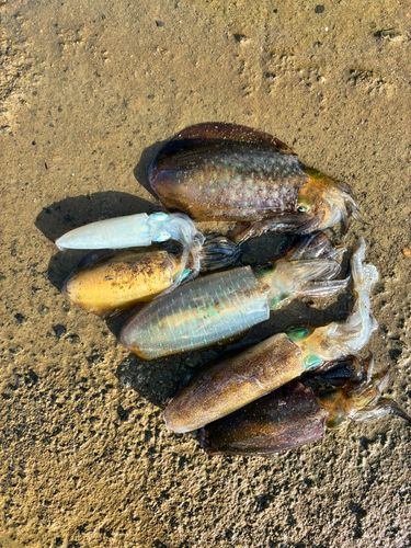 アオリイカの釣果