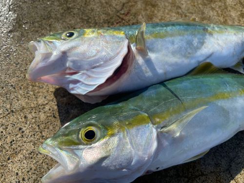 ワカシの釣果