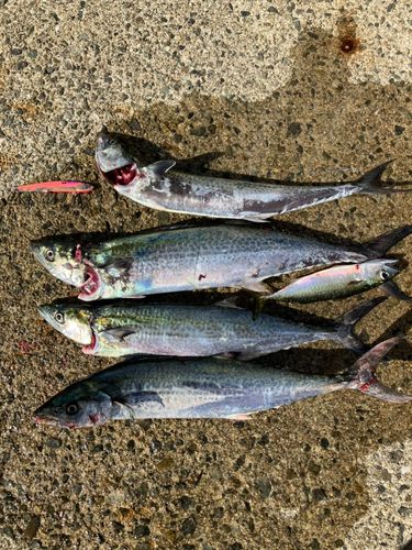 南港魚つり公園