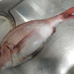 マダイ