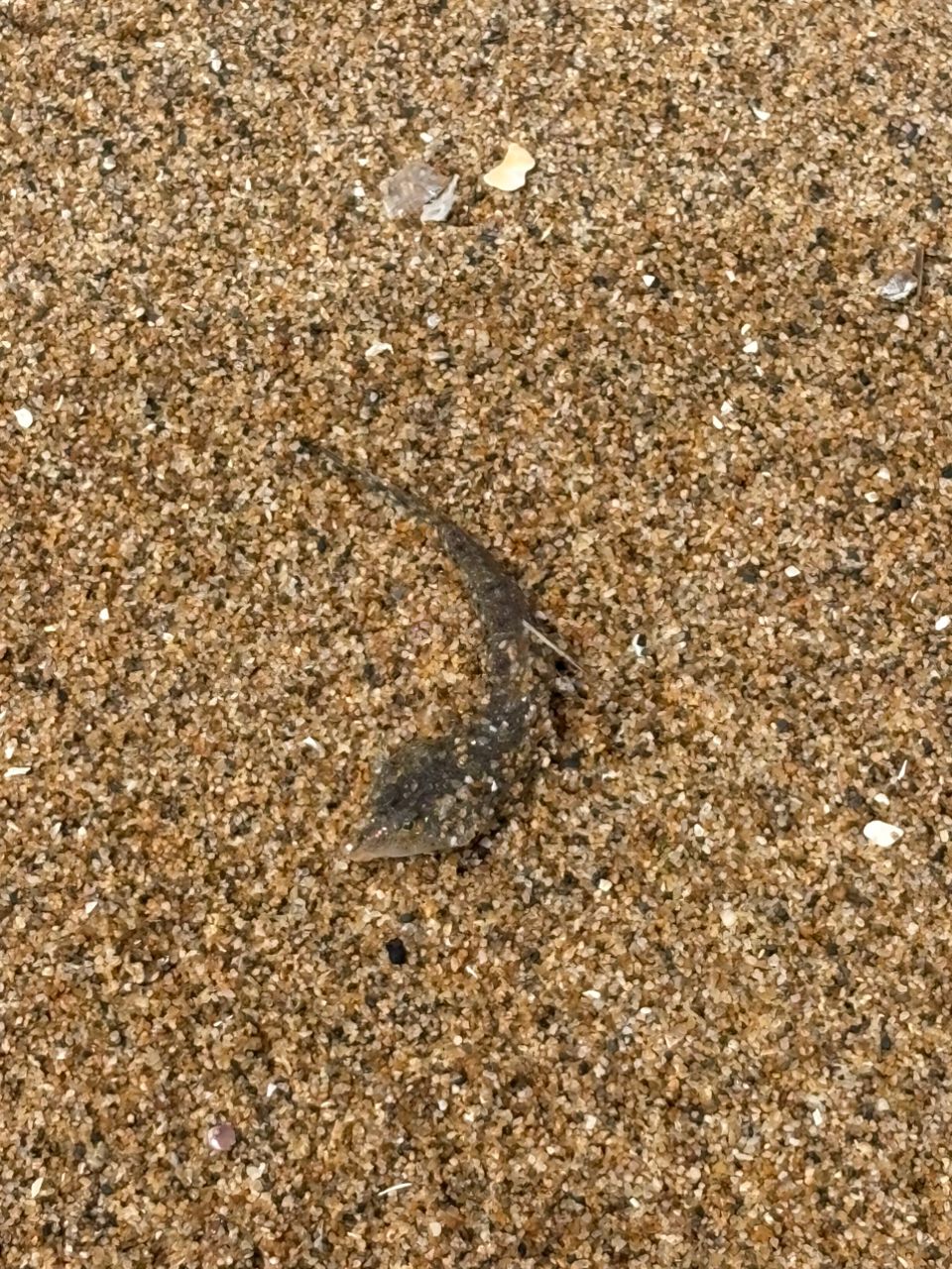 マゴチ