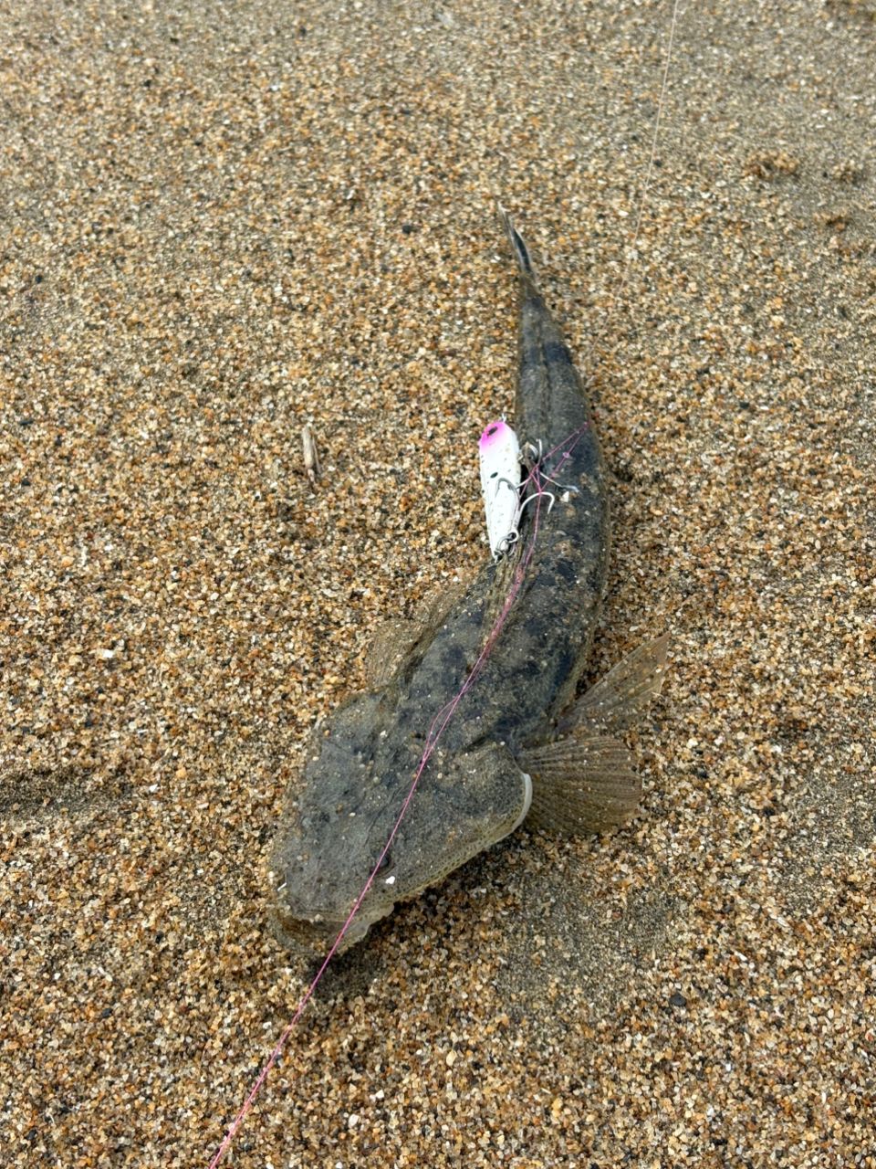 マゴチ