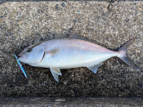 カンパチの釣果