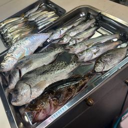 アジ