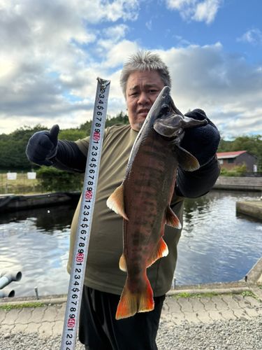 ヤマメの釣果