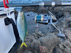 ワカシの釣果