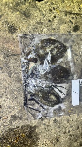 コウイカの釣果