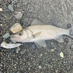 セイゴ（ヒラスズキ）