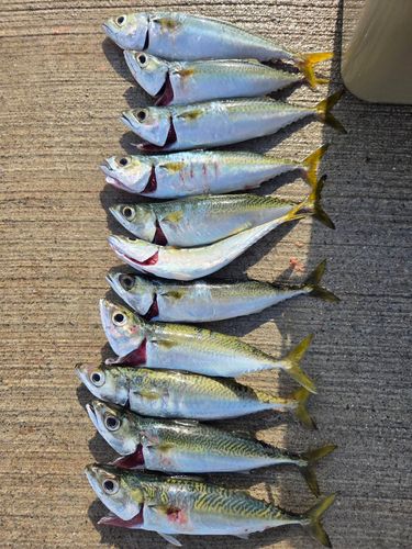 サバの釣果