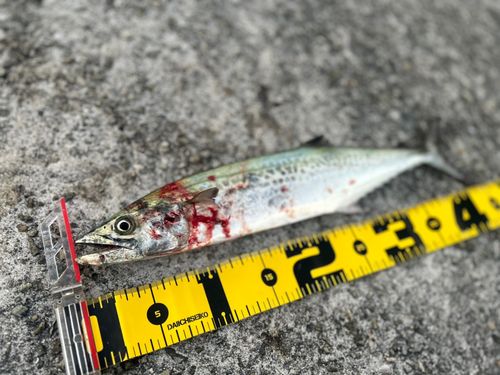 サゴシの釣果