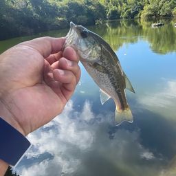 ブラックバス