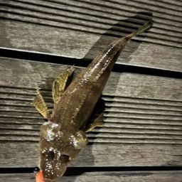 マゴチ