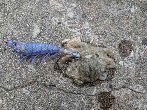 イイダコの釣果