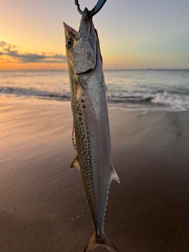 サゴシの釣果