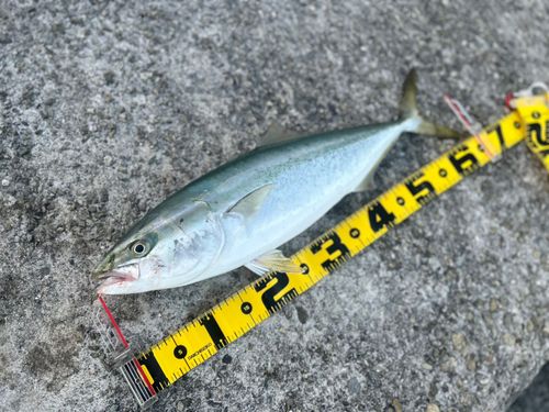 メジロの釣果