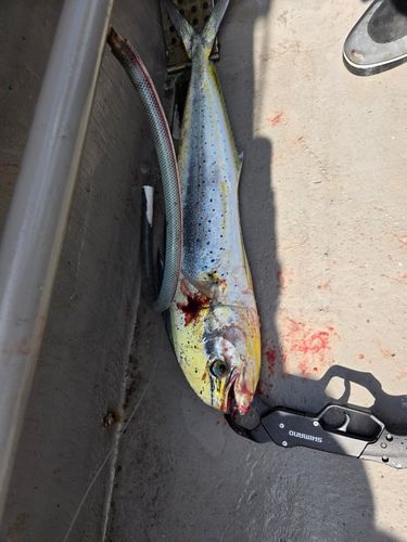 シイラの釣果