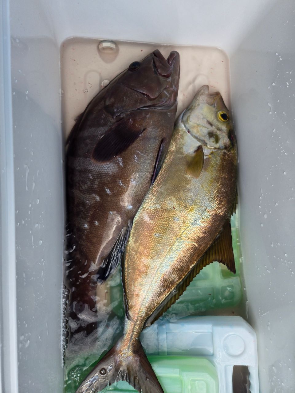 くらんべるさんの釣果 2枚目の画像