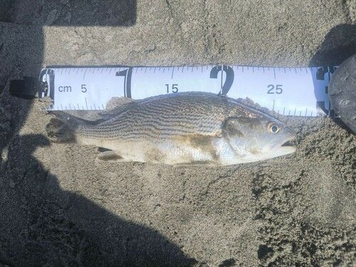 イシモチの釣果