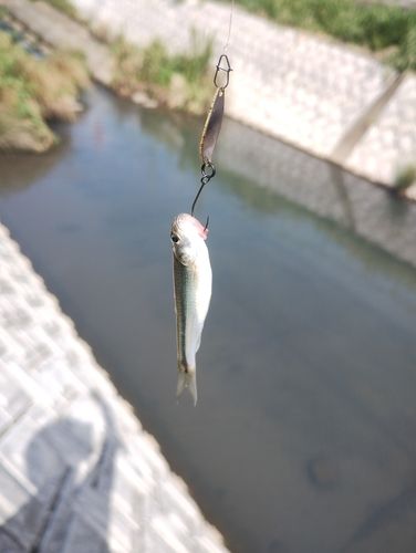 タモロコの釣果