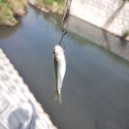 タモロコ